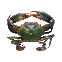 Sri Lankan Crab