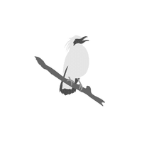 Starling | Flying Birds Names