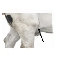 Stifle  | Parts of Cow with Names in English 
