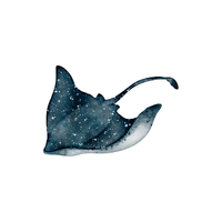 Stingray | Types of Fish with Names in English
