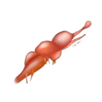 Stomach