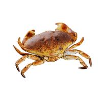 Stone Crab | Types of Crabs with Names in English