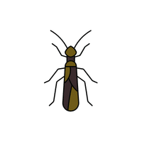 Stonefly | Insects with Names