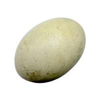 Stork egg | Types of Eggs with Names in English