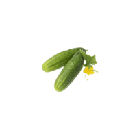 Straight Eight Cucumber
