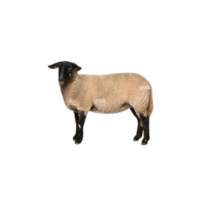 Suffolk sheep | Types of Sheep Breeds with Names