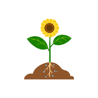 Sunflower | Plants and Their Names