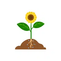 Sunflower | Plants and Their Names