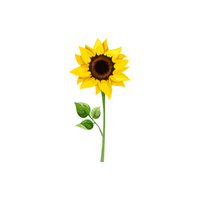 Sunflower | Flowers Names in English