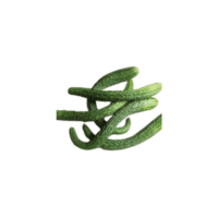 Suyo Long Cucumber | Types of Cucumbers with Names