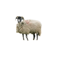 Swaledale sheep | Types of Sheep Breeds with Names