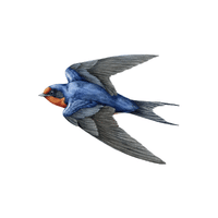 Swallow | Flying Birds Names