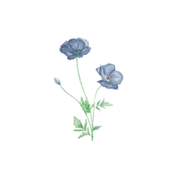 Sweet Pea