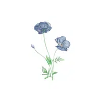 Sweet Pea 