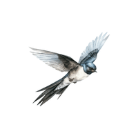 Swift | Flying Birds Names