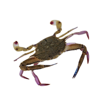 Swimming Crab | Types of Crabs with Names in English
