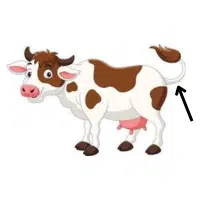 Tail  | Parts of Cow with Names in English 