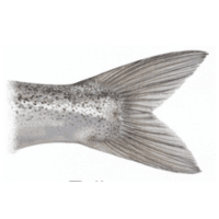 Tail