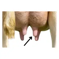 Teat  | Parts of Cow with Names in English 
