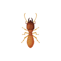 Termite
