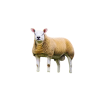 Texel sheep | Types of Sheep Breeds with Names