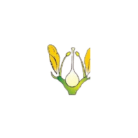 Thalamus