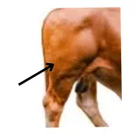 Thigh  | Parts of Cow with Names in English 