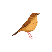 Thrush | Flying Birds Names