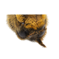 Tibia