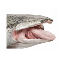 Tongue