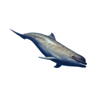 Toothed Whale | Types of Whales with Names in English
