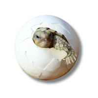 Tortoise egg | Types of Eggs with Names in English