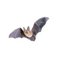 Townsend’s bat