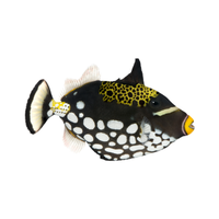 Triggerfish