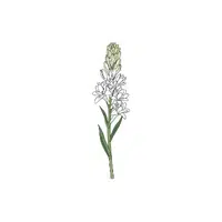 Tuberose