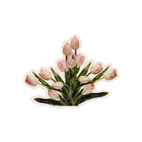 Tulip | Plants and Their Names