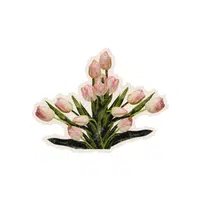 Tulip | Plants and Their Names