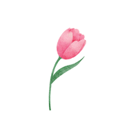 Tulip | Flowers Names in English