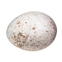 Turkey egg | Types of Eggs with Names in English