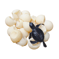 Turtle egg | Types of Eggs with Names in English