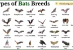 Types of Bats Breeds with Names in English with Pictures