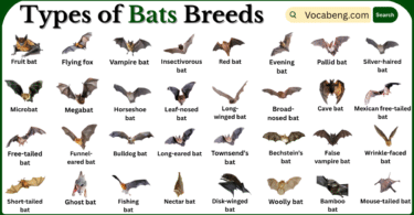 Types of Bats Breeds with Names in English with Pictures