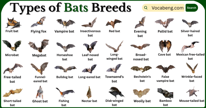 Types of Bats Breeds with Names in English with Pictures