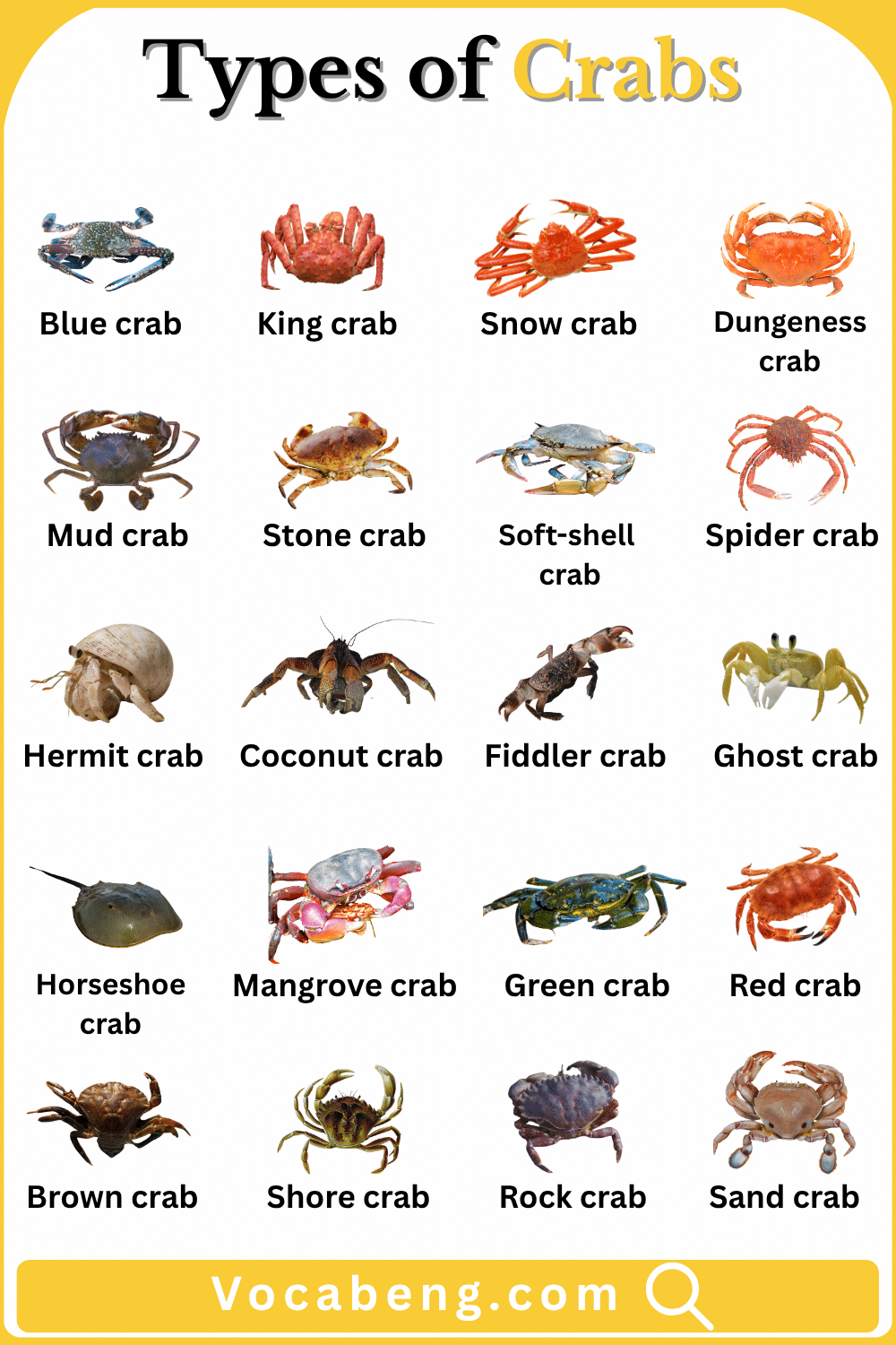 Common Types of Crabs with Names in English and Pictures