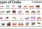 Types of Crabs with Names in English with Pictures