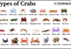 Types of Crabs with Names in English with Pictures