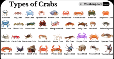 Types of Crabs with Names in English with Pictures