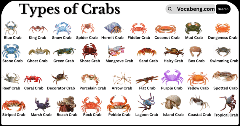 Types of Crabs with Names in English with Pictures