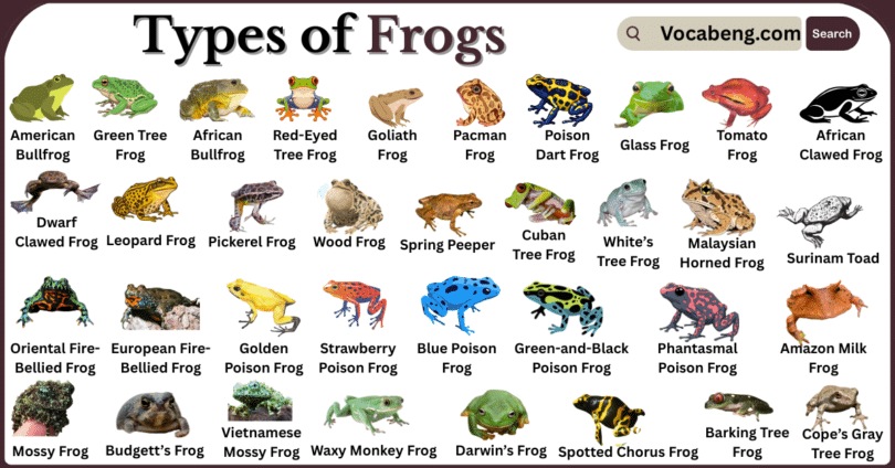 Types of Frogs with Names in English with Pictures