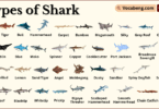Types of Sharks with Names in English and Pictures